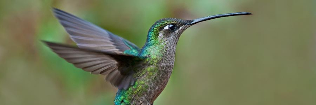 How_Google’s_Hummingbird_Impacts_Your_SEO_Efforts.jpg