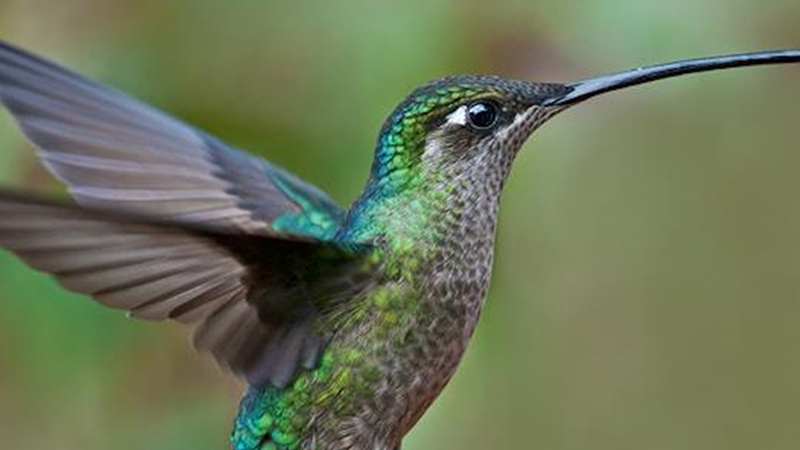 How-Google’s-Hummingbird-Impacts-Your-SEO-Efforts...Featured