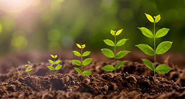 Growth Optimization Process
